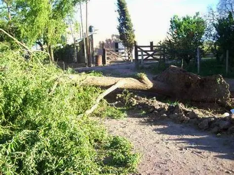 árbol caído