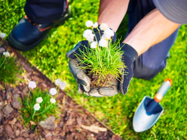 Plantando flores en un jardín
