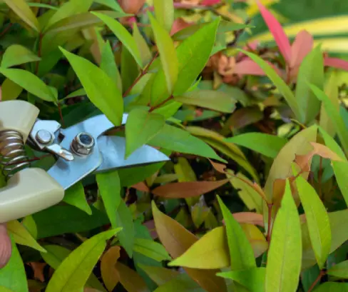 podando de arbustos en mantenimiento de jardines