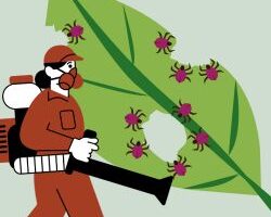 Eliminación de plagas del jardin
